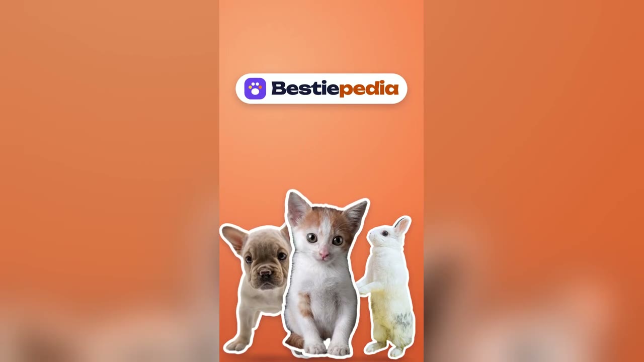 Bestiepedia: anteprima del sito